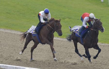 　美浦Ｐでジャガーメイル（右）に並びかけるダークシャドウ（撮影・田村亮介）