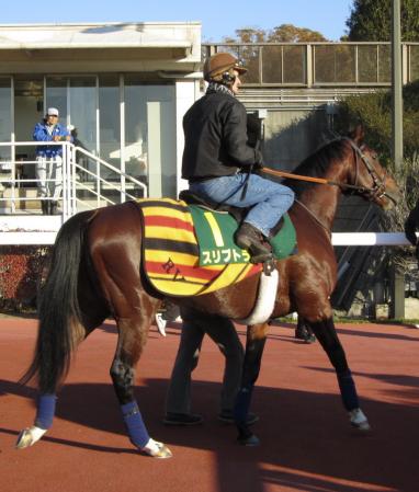 　英国馬スリプトラは調教後も落ち着き十分＝東京競馬場