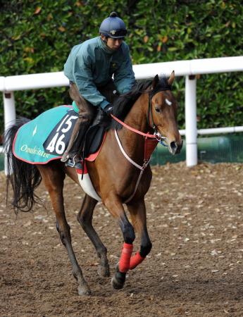 　能力の高さを感じさせる血統馬トルストイ（撮影・片岡寛尚）