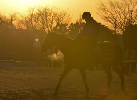 　氷点下まで下がった朝の北馬場へ運動に出かけるダークシャドウ（撮影・田村亮介）