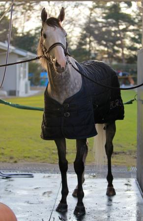 　古馬と激突するゴールドシップ（撮影・石湯恒介）