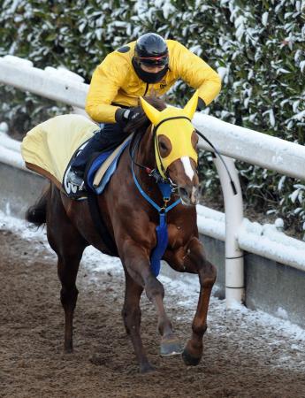 　無傷３連勝へ向け１週前追い切りを行ったタマモベストプレイ（撮影・片岡寛尚）