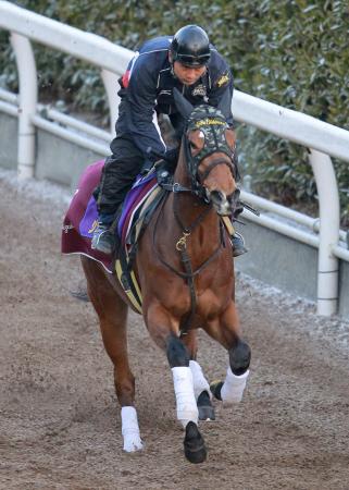 　ドバイ遠征にへ向けて栗東坂路で順調に調整されるジェンティルドンナ