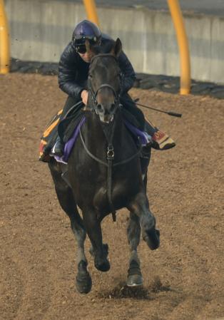 　美浦Ｗで横山典を背にして追い切るコディーノ（撮影・田村亮介）