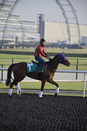 　メイダン競馬場のタペタコースを気分良く周回するジェンティルドンナ（撮影・黒柳勝博）