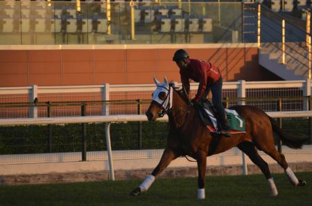 　メイダン競馬場の芝で最終調整するジェンティルドンナ