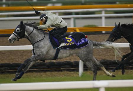 　栗東・芝で活気あふれる動きを見せたゴールドシップ（撮影・佐々木彰尚）