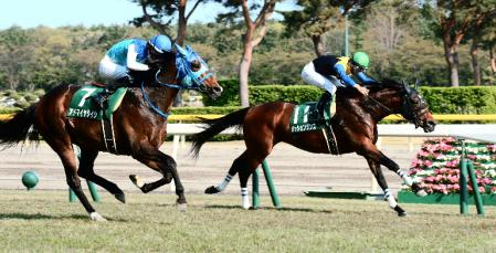 アドマイヤタイシの追撃をかわし新潟大賞典を制したパッションダンス（右）＝新潟競馬場（撮影・三好信也）