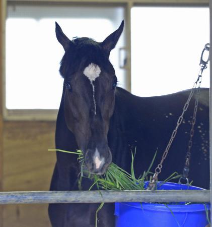 　東京競馬場に到着し青草を食べるヴィルシーナ（撮影・三好信也）