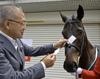 ブロッケンの夢は樫で３歳牝馬を誘導