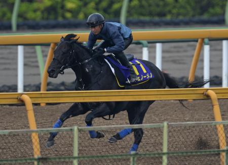 　美浦Ｗを軽快に駆け抜けるフェノーメノ（撮影・三好信也）