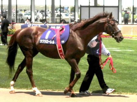 　函館競馬場のファンの前で姿を披露したサクラローレル