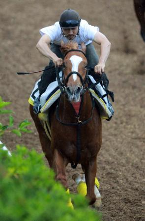 　得意とする夏場を迎えてエクスペディションが栗東坂路で躍動した（撮影・石湯恒介）