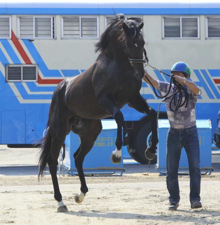 　栗東トレセンに帰厩して元気いっぱいのキズナ