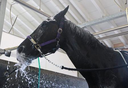 　気持ち良さそうにシャワーを浴びるマックスドリーム