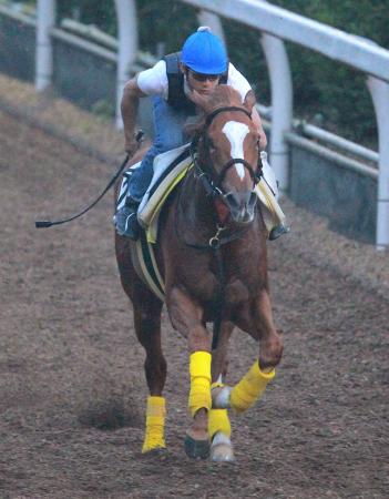 　栗東坂路で堂々の一番時計を記録したエクスペディション（撮影・石湯恒介）
