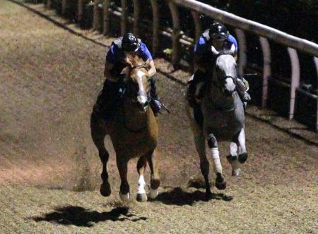 栗東坂路でブラーニーストーン（右）に堂々と先着したオルフェーヴル（撮影・石湯恒介）