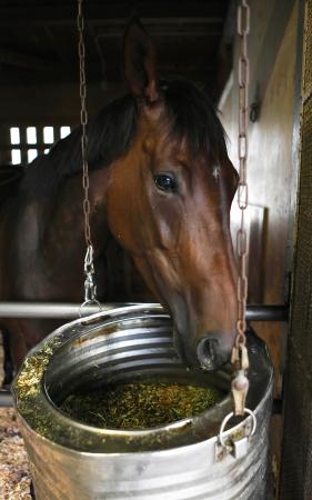 　運動を終えて馬房でカイバを食べるファインチョイス