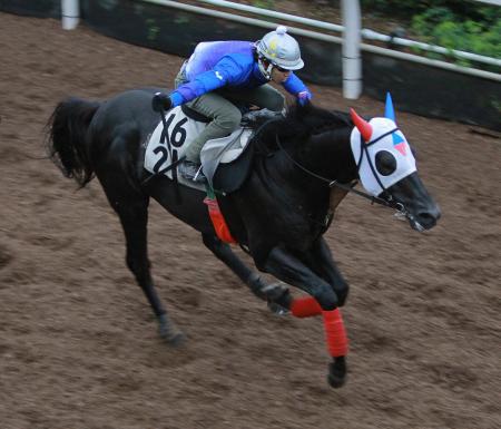 　栗東坂路で好仕上がりをアピールするドリームバレンチノ