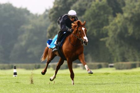 　３頭併せで豪快に先着したオルフェーヴル（共同）
