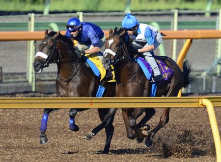 　美浦Ｗで併せ馬を行った蛯名騎乗のサトノアポロ（左）と柴田大騎乗のマイネルキッツ（撮影・三好信也）