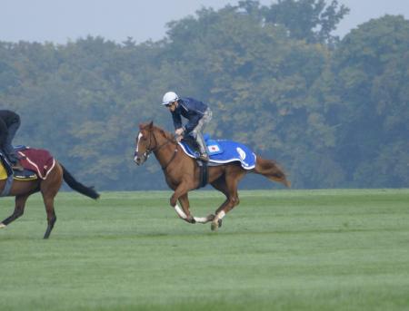 　スミヨン騎乗で１週前追い切りを行ったオルフェーヴル（撮影・平松さとし）