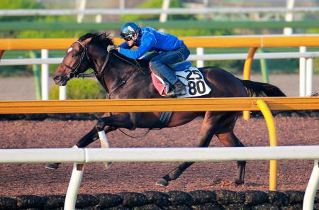 　万全の仕上げで連覇を狙うローマンレジェンド（撮影・石湯恒介）