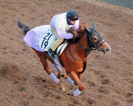 　栗東坂路を駆け上がったマヤノリュウジン