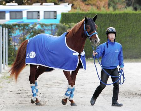 　栗東に帰厩したオルフェーヴル