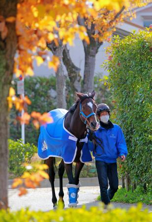 　厩舎周りを運動するトーセンジョーダン（撮影・石湯恒介）