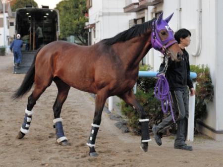 東京競馬場に到着したアドマイヤラクティ＝（撮影・田村亮介）