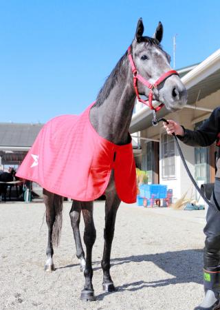 着実に地力強化しているモズハツコイ（撮影・石湯恒介）