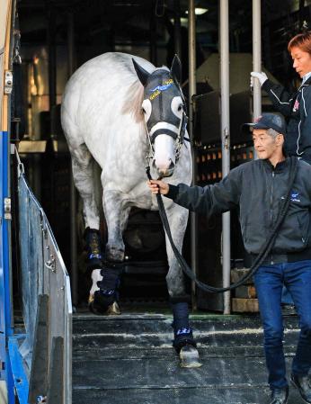 　中山競馬場に到着したゴールドシップ。深いブリンカーの着用が決まった（撮影・三好信也）