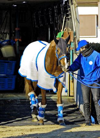 　中山競馬場に到着したオルフェーヴル。いよいよラストランの時が迫ってきた（撮影・三好信也）