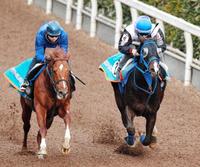 　前走の雪辱Ｖへ、幸を背に栗東坂路で追い切るホッコータルマエ（右）（撮影・保田叔久）