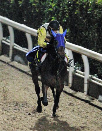 　栗東坂路で軽快な動きを見せたミヤジタイガ（撮影・石湯恒介）
