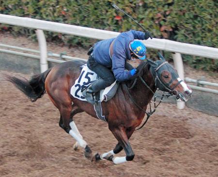 　１２歳馬トウカイトリックは栗東坂路でビシッと攻められた