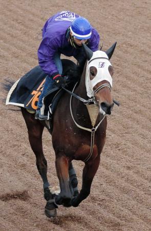 　美浦坂路を単走で駆け上がるマリーズケイ