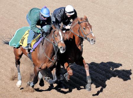 　北村宏を背に併せ馬で追い切るペルーサ（右）。１年８カ月ぶりの実戦登場となる（撮影・田村亮介）