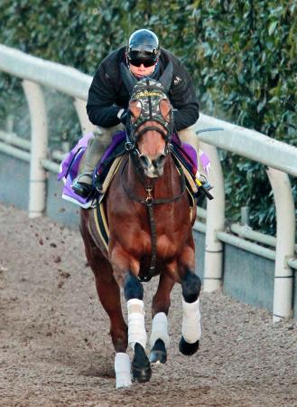 　栗東坂路で力強い動きを見せたジェンティルドンナ（撮影・石湯恒介）