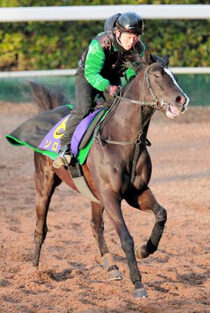 　伸び盛りの４歳馬ソロル。ダート血統の血が騒ぎだした（撮影・石湯恒介）