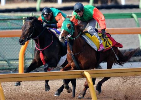 　ヴェルデグリーン（右）と併せて追い切ったグランドシチー（撮影・田村亮介）