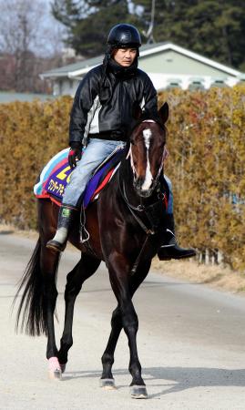 衰え知らずの８歳馬ワンダーアキュートが中央Ｇ１初Ｖを狙う