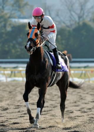 ２着に敗れたホッコータルマエ＝東京競馬場（撮影・会津智海）