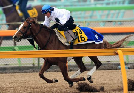 　柴田善を背に美浦Ｗで追い切ったナカヤマナイト