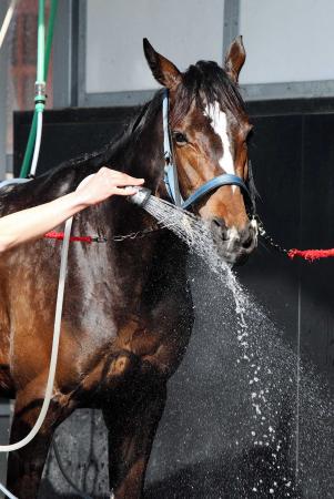 　好仕上がりのワンアンドオンリーが重賞連勝を狙う