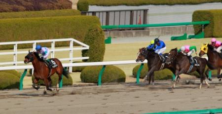 馬群から抜け出すナムラビクター（左）＝撮影・石湯恒介