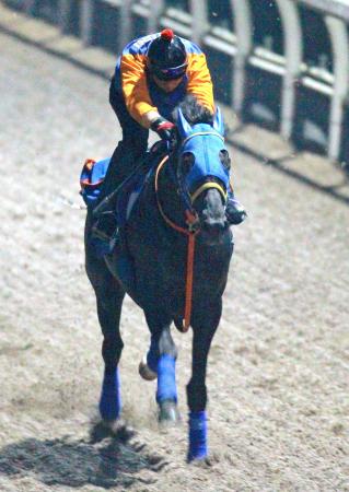 栗東坂路を駆け上がるベルシャザール。中間はさらに負荷をかけられている