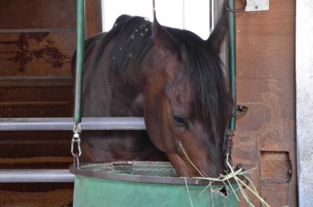 　馬房で勢い良くカイバを食べるコパノリチャード