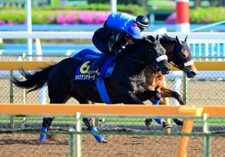 　戸崎圭を背に美浦Ｗで万全の仕上がりを見せたショウナンアチーヴ（手前）（撮影・三好信也）